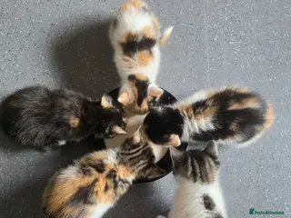 Ragdoll cats beautiful kittens looking for their forever home - Advert 15