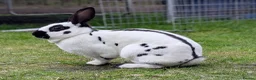 English Spot rabbits for sale: English Spot Bonded Pair - Advert 5