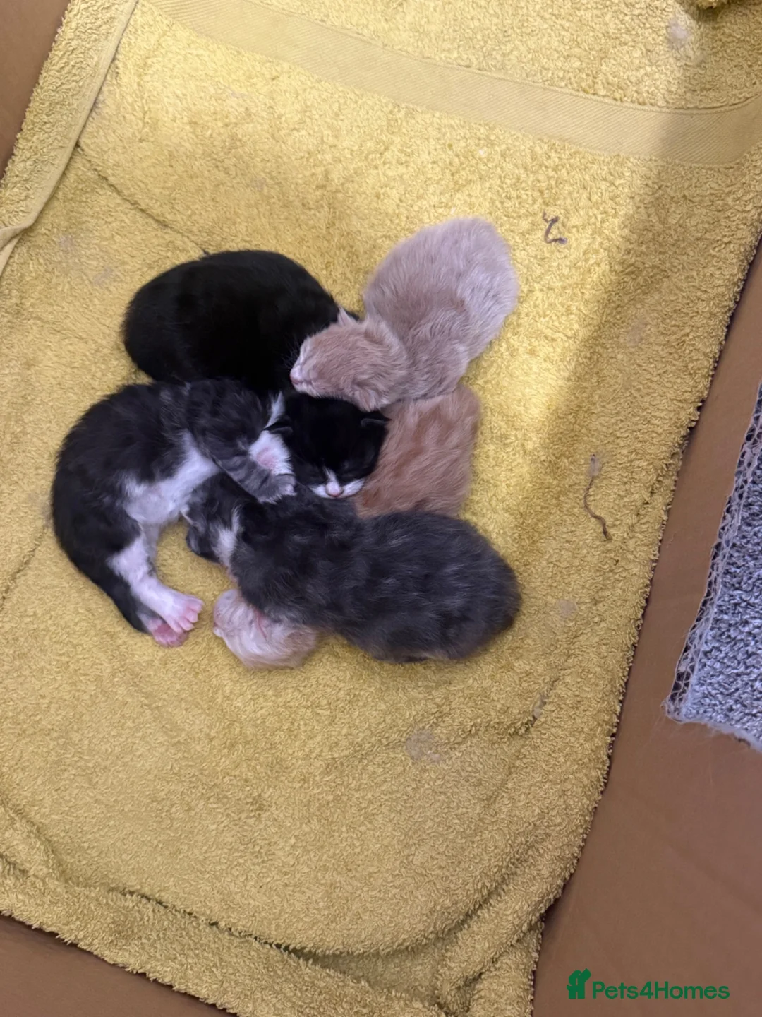Maine Coon cats for sale: Stunning Purebred Maine Coon Kittens in Beverley - Advert 2