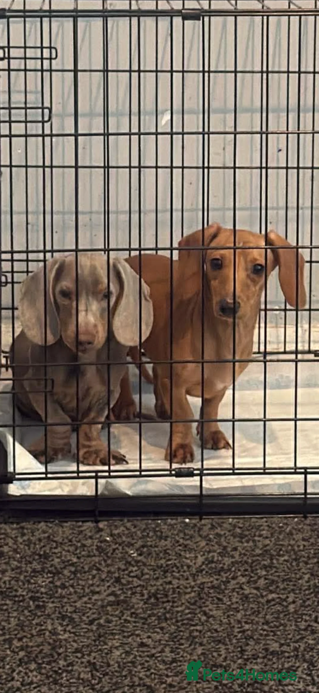 Miniature Dachshund dogs for sale: 2 miniature daschunds 1 year old - Advert 2