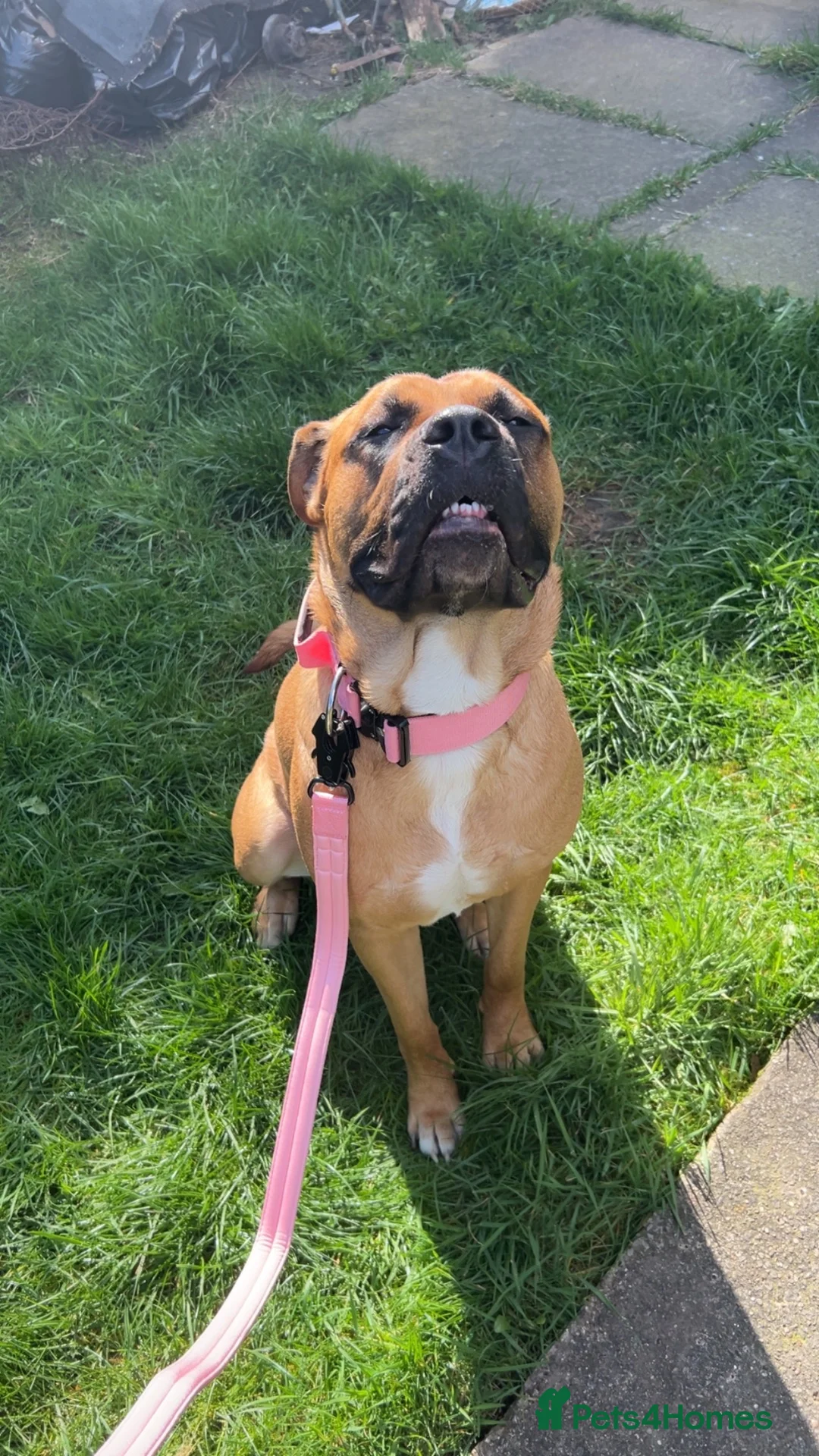 Bullmastiff dogs for sale: Bella - Advert 10