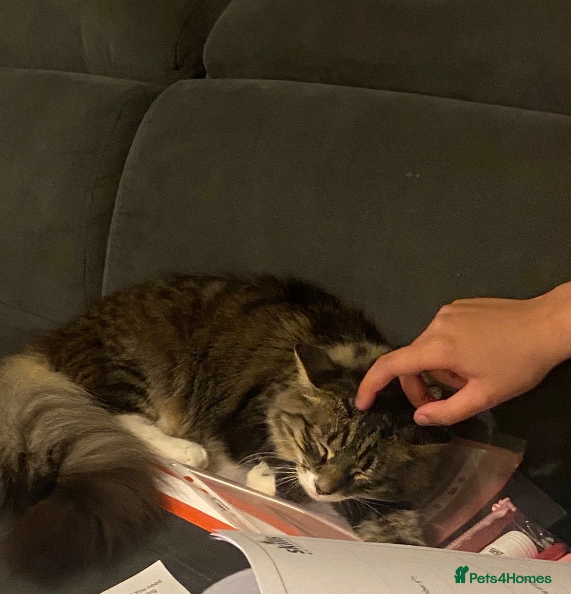 Domestic Shorthair cats Beautiful kitten  - Advert 14