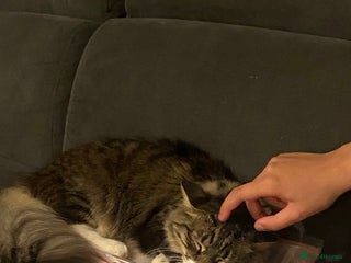 Domestic Shorthair cats Beautiful kitten - Advert 2