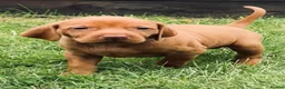 Hungarian Vizsla dogs for sale: Beautiful Hungarian Vizsla puppies available  in Boston - Advert 10