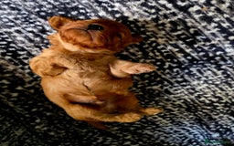 Cavapoo dogs for sale: Exquisit F1 Toy Cavapoos - Health tested Parent - Image 2