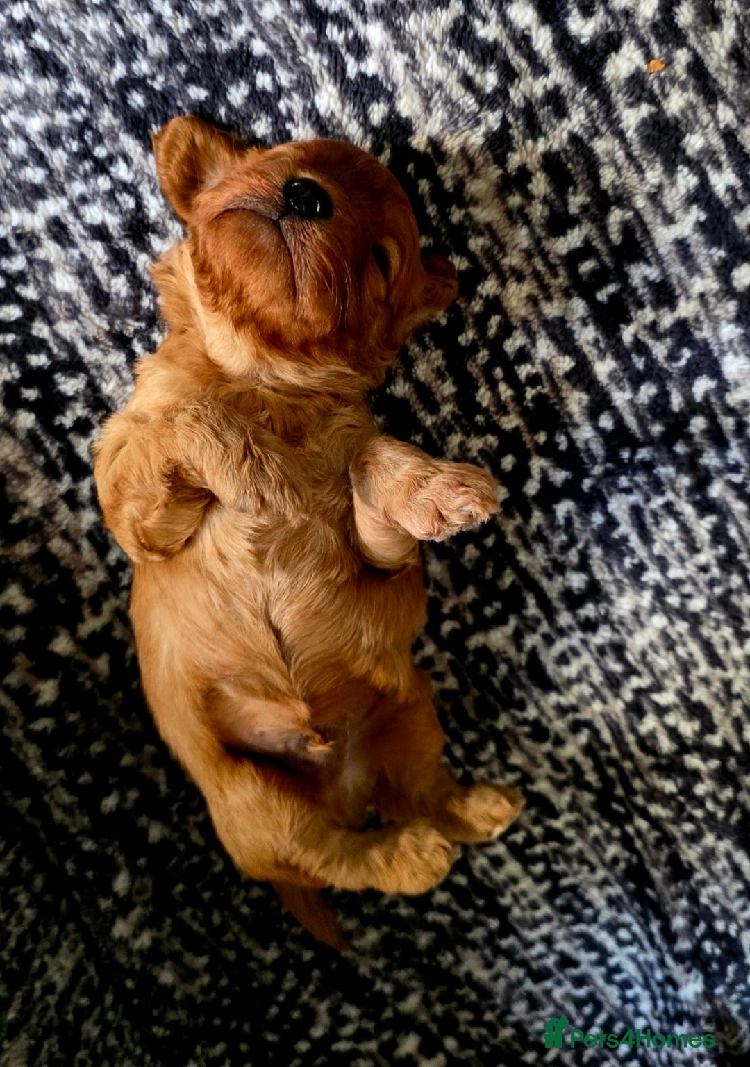 Cavapoo dogs for sale: Exquisit F1 Toy Cavapoos - Health tested Parent - Image 2