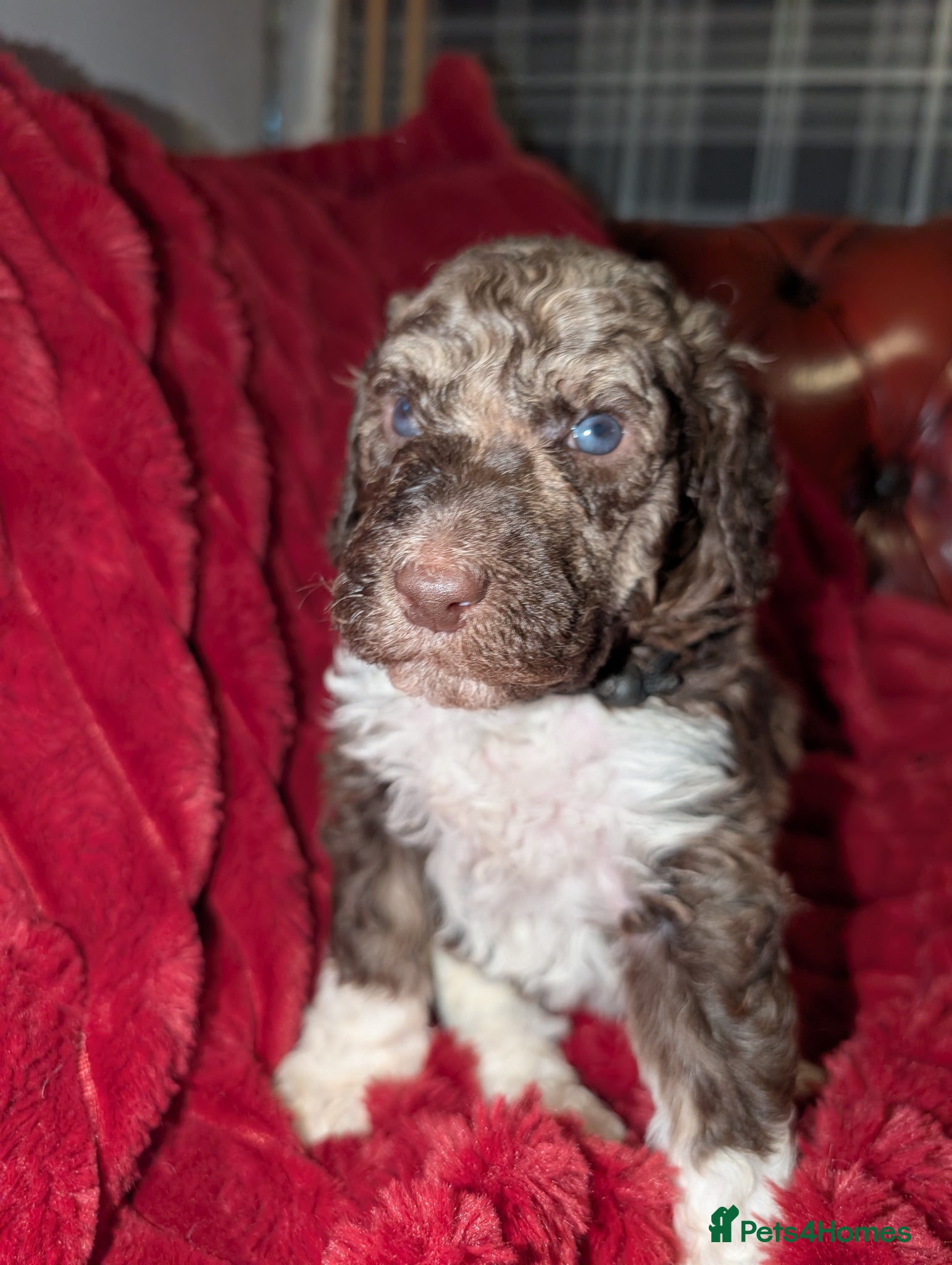 Standard Poodle dogs Viewing now, don't miss out.  - Advert 4