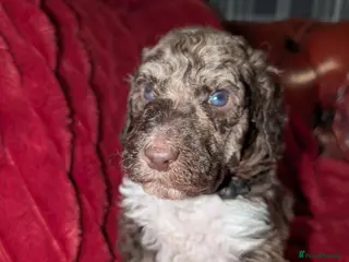 Standard Poodle dogs Viewing now, don't miss out. - Advert 4