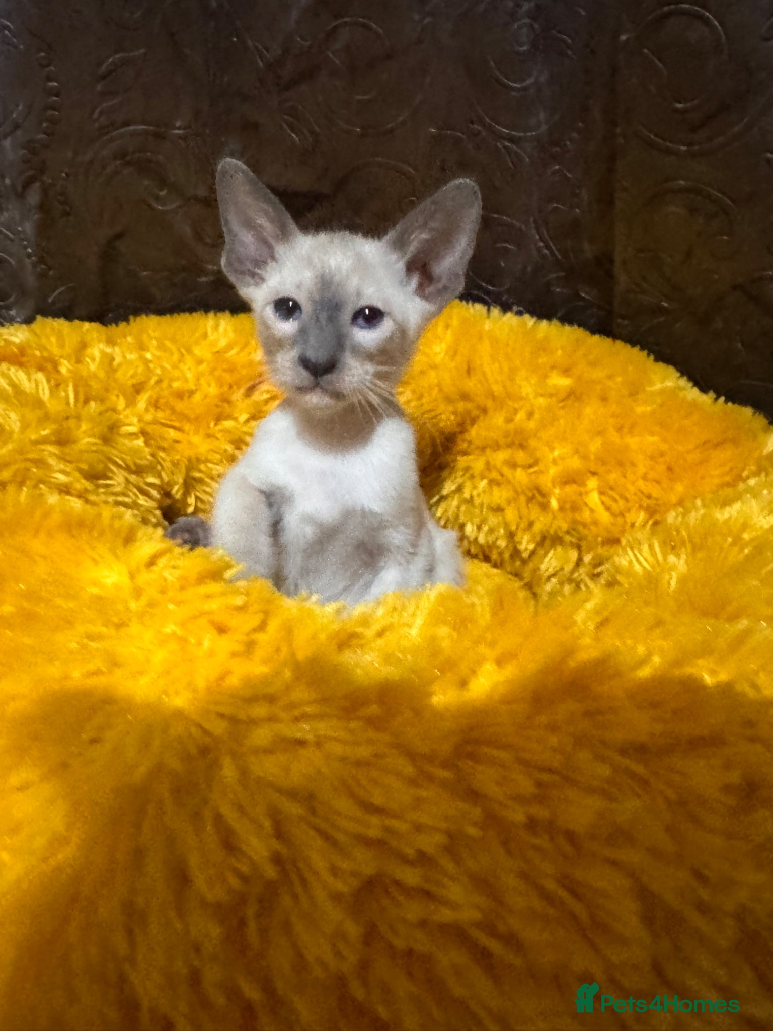 Siamese cats 3 stunning Siamese kittens available  - Advert 1