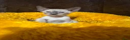 Siamese cats for sale: 6 stunning Siamese kittens available  - Advert 17