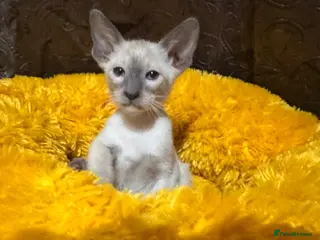 Siamese cats 3 stunning Siamese kittens available - Advert 5