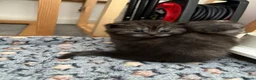 Scottish Fold cats for sale: Adorable 5 Scottish Fold Kittens - Advert 15