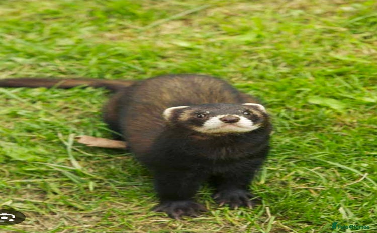 Ferret rodents - Advert 2