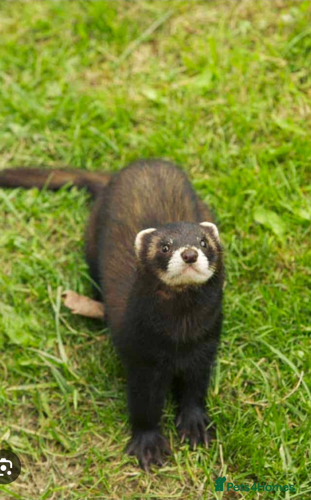 Ferret rodents for sale: Female ferret for sale. - Image 1