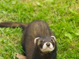 Ferret rodents for sale - Advert 1