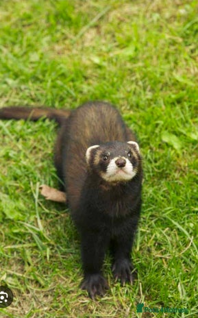 Ferret rodents - Advert 1