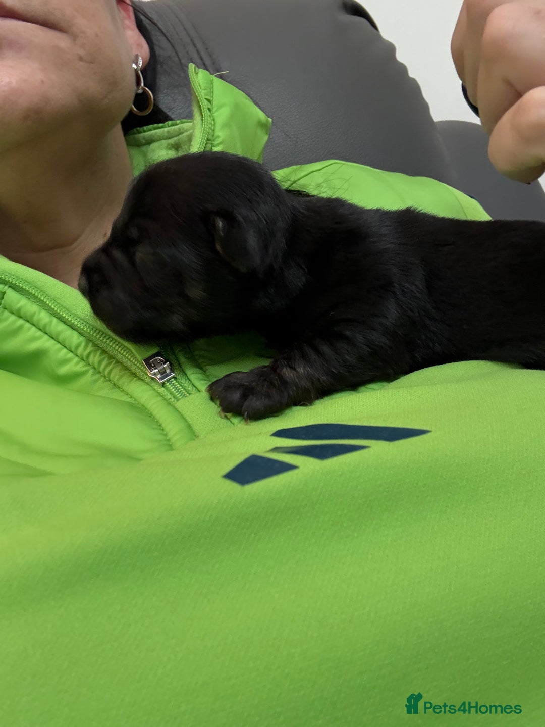 Mixed Breed dogs for sale: jackhuahua Pups - Image 19