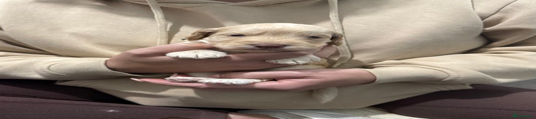 Cockapoo Puppy 1