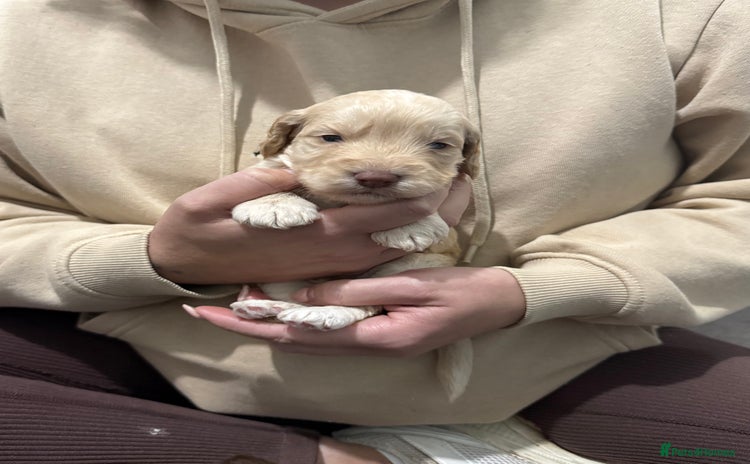 Cockapoo dogs - Advert 9