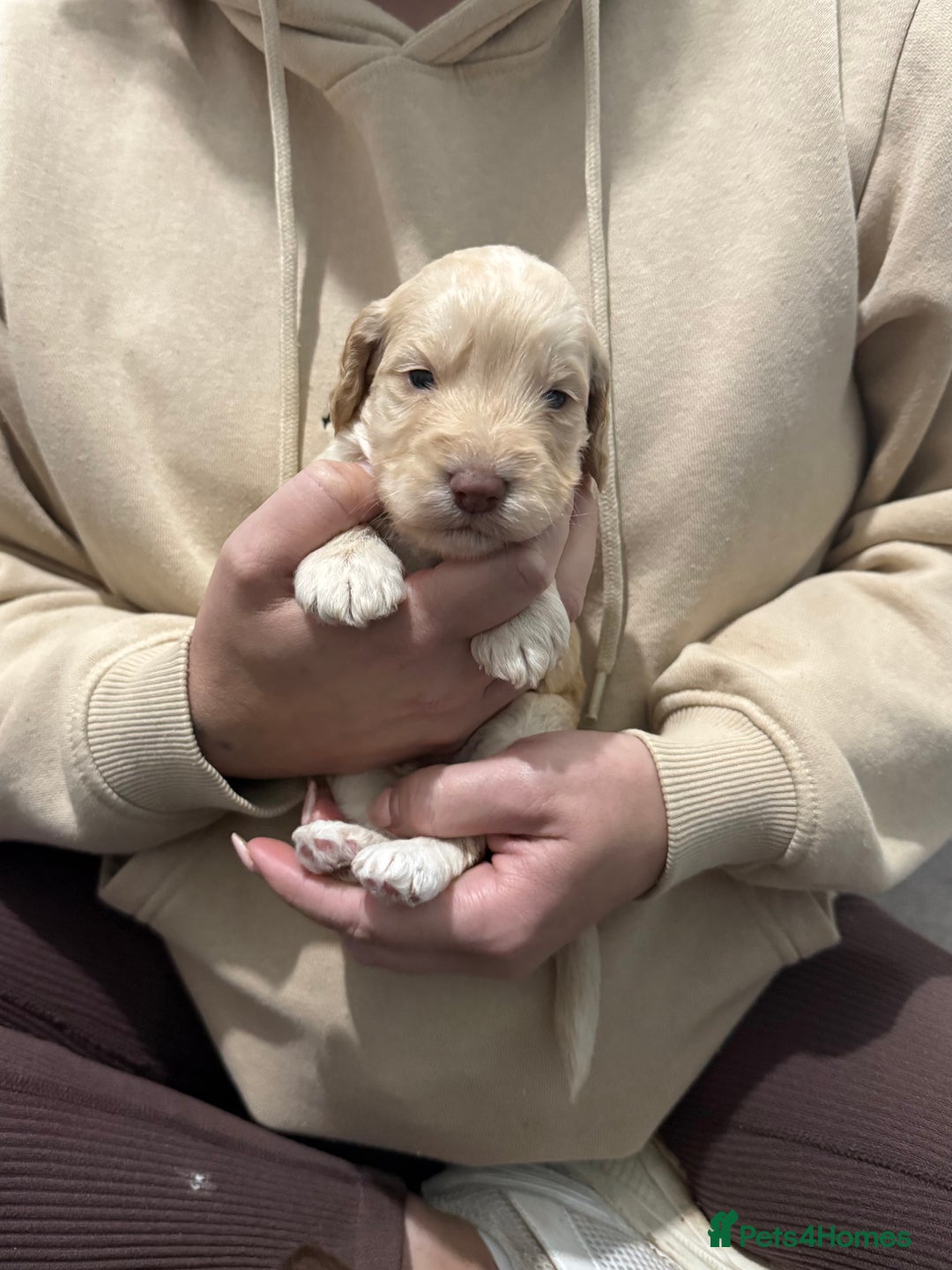 Cockapoo dogs for sale: F1 Cockerpoo’s  - Image 1