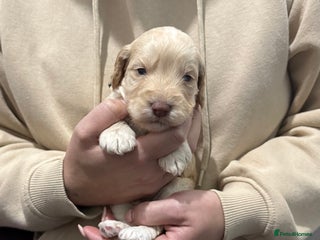 Cockapoo dogs - Advert 5