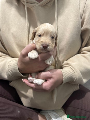 Cockapoo dogs - Advert 9
