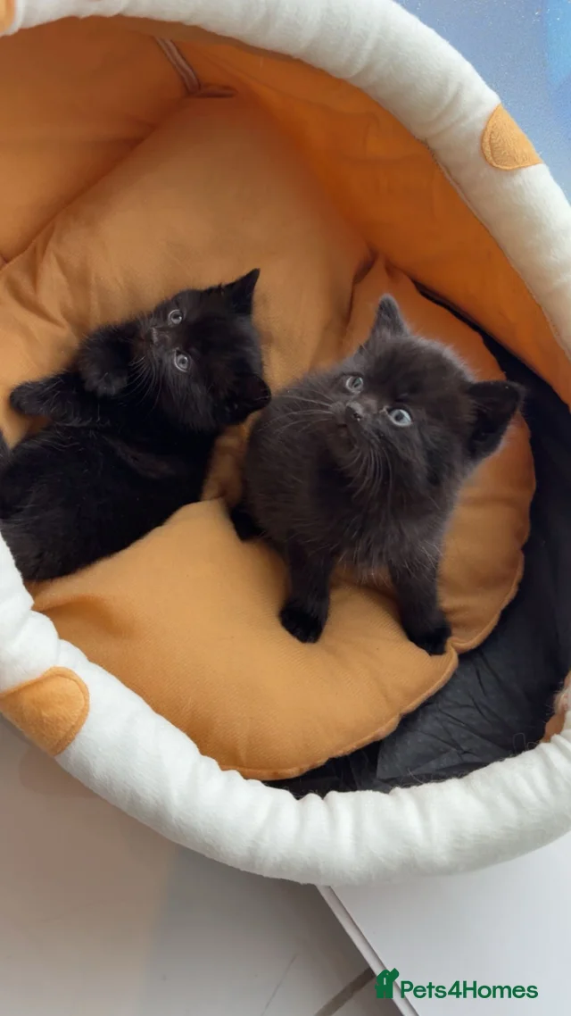 Gorgeous Scottish fold kittens.💙 for sale in Slough | Pets4Homes