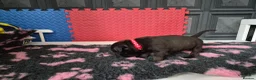 Staffordshire Bull Terrier dogs for sale: Staffordshire bull terrier pups in Leeds - Advert 7
