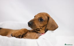 Dachshund dogs for sale: Standard champion bred dachshunds  - Image 15