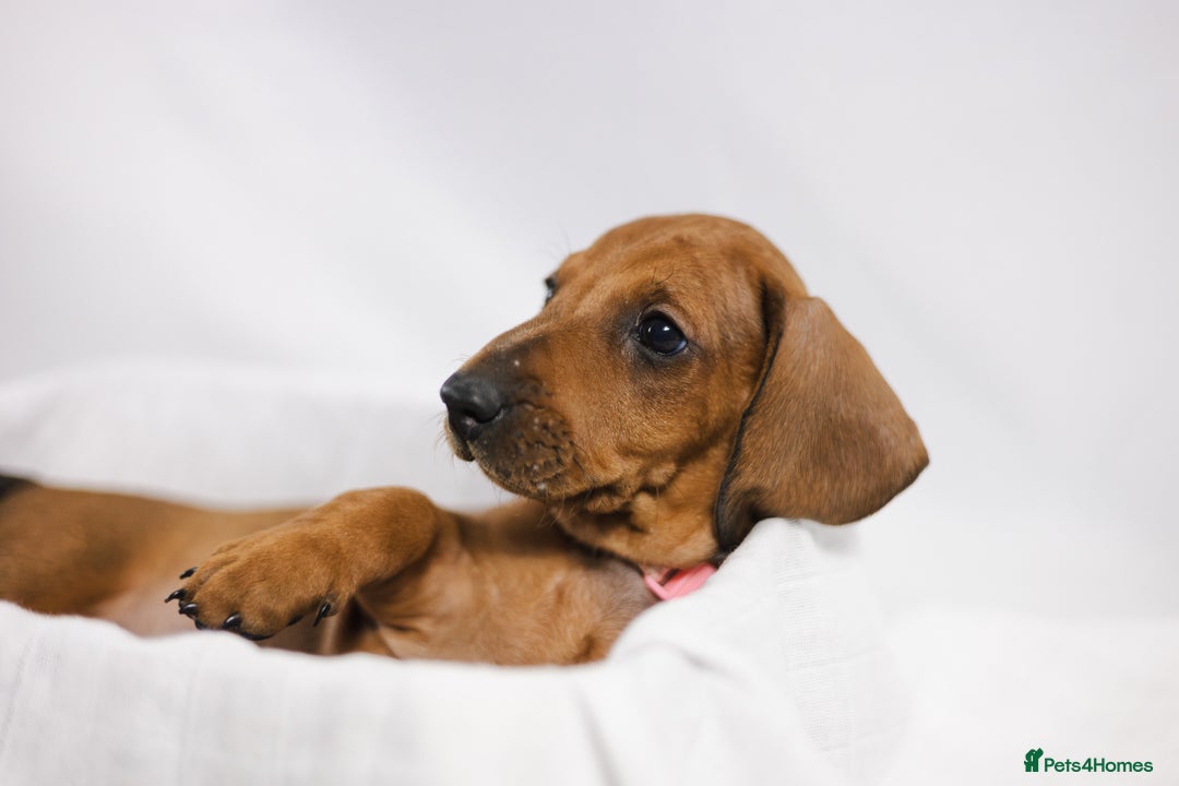 Dachshund dogs for sale: Standard champion bred dachshunds  - Image 15