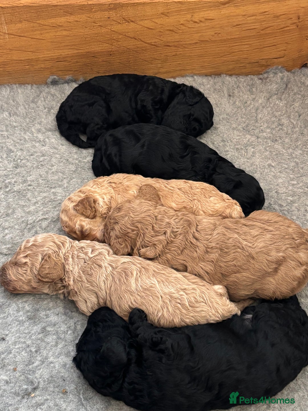 Sproodle dogs for sale: Gorgeous Sproodle F1b puppies - Advert 12
