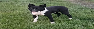 Border Collie 1