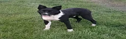 Border Collie dogs for sale: Pip 7 Year old Collie - Advert 1