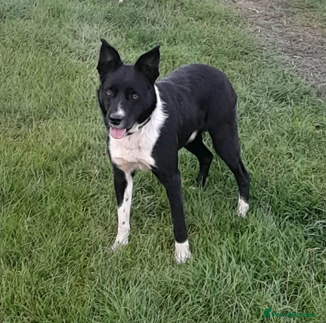 Border Collie dogs for sale: Pip 7 Year old Collie - Advert 1