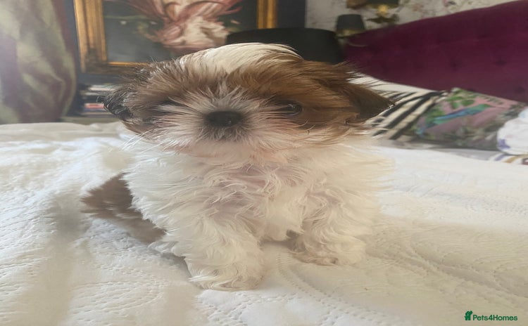 Shih Tzu dogs - Advert 1