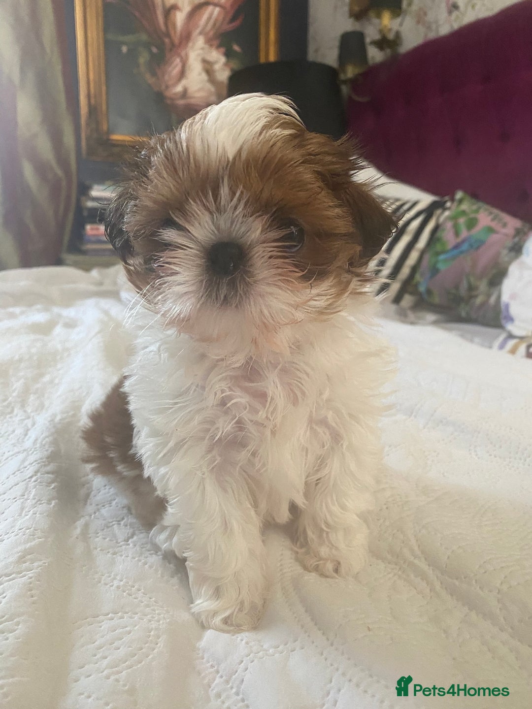 Shih Tzu dogs for sale: Lovely shih-tzu puppies for sale - Image 1