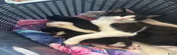 Mixed Breed cats for sale: Loving kittens for a good home BORN 22nd JUNE - Advert 14