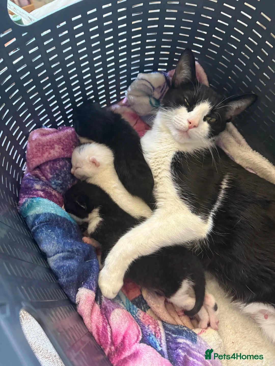 Mixed Breed cats for sale: Loving kittens for a good home BORN 22nd JUNE - Advert 14