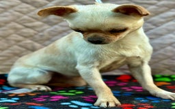 Chihuahua dogs for adoption: Spike’s Story: Small Body, Big Heart - Image 5