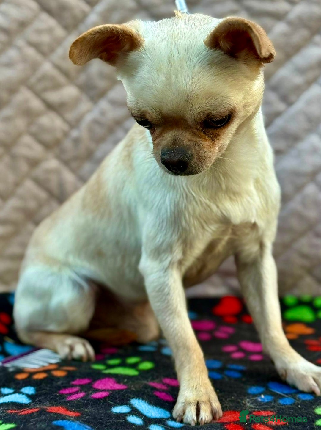Chihuahua dogs for adoption: Spike’s Story: Small Body, Big Heart - Image 5
