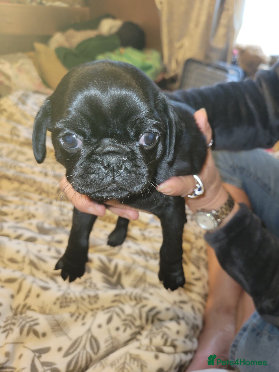 Pug dogs for sale: Gorgeous pug puppies for sale - Advert 5