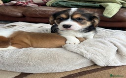 Welsh Corgi Pembroke dogs for sale: Corgi puppies, 2 brothers.  - Advert 6
