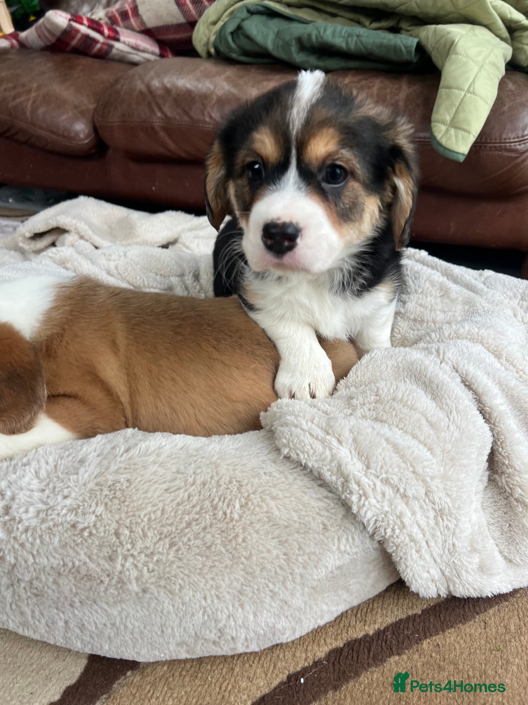 Welsh Corgi Pembroke dogs for sale: Corgi puppies, 2 brothers.  - Advert 6