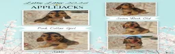 Cocker Spaniel dogs for sale: KC Pedigree Show Cocker Spaniel Puppies - Advert 2