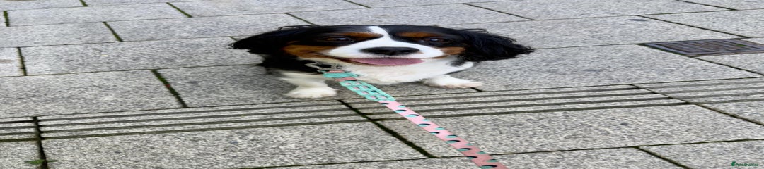 Cavalier King Charles Spaniel Puppy 2