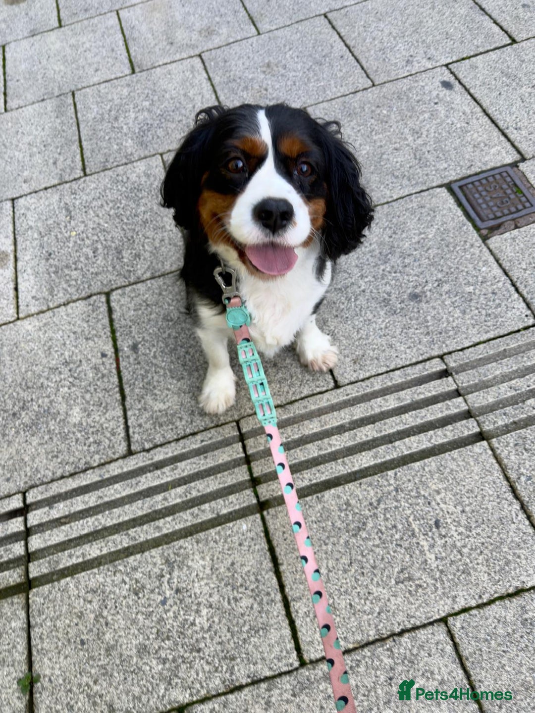 Cavalier King Charles Spaniel dogs for sale: lovely girls available - Advert 6