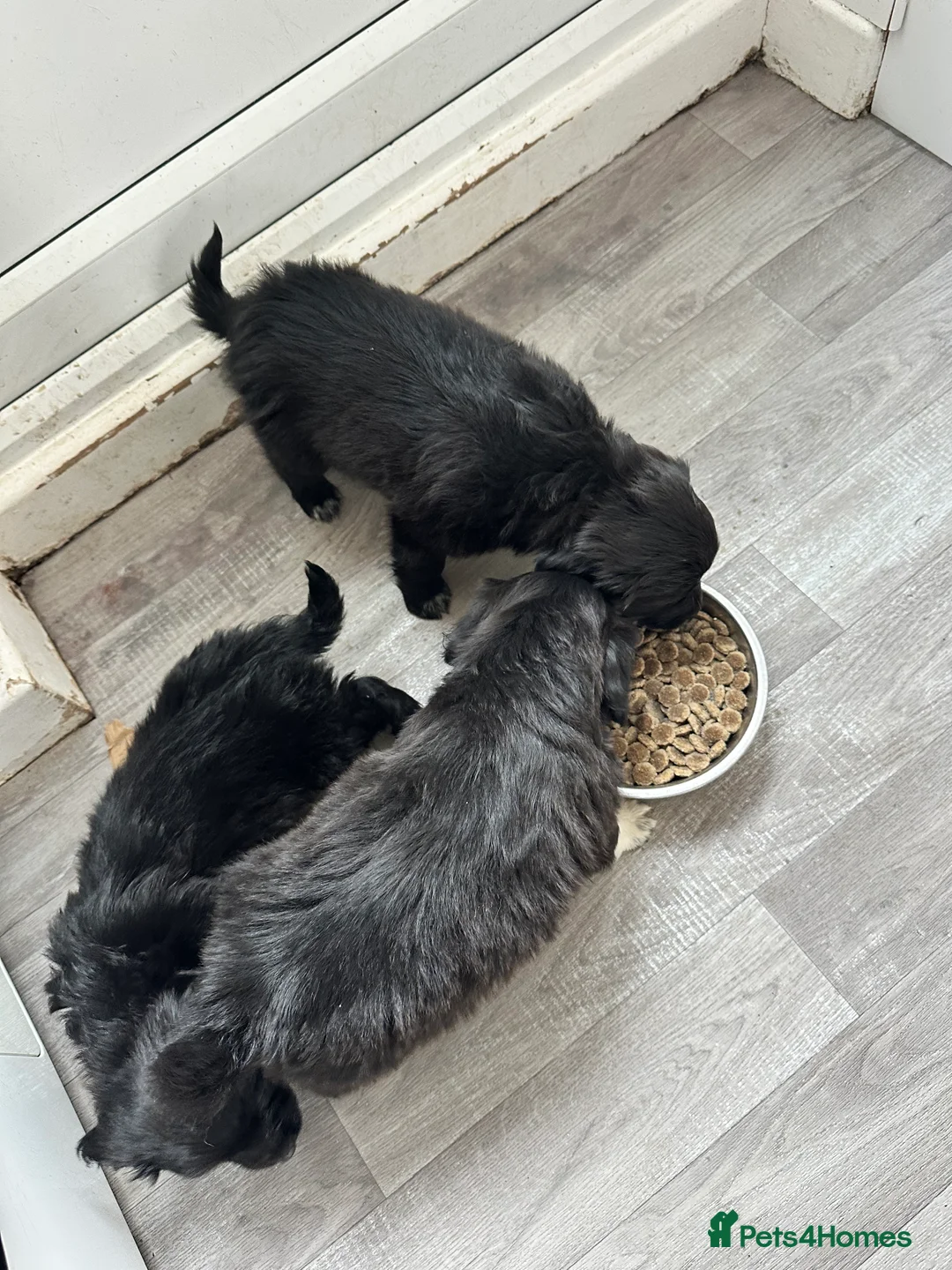Mixed Breed dogs for sale: Pom X Cocker spaniel  in Cranbrook - Advert 12