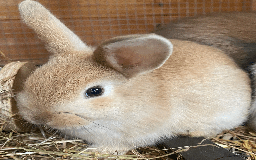 Harlequin rabbits for sale: Harlequin Babies - Image 5