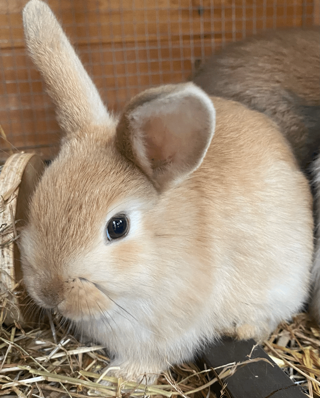 Harlequin rabbits for sale: Harlequin Babies - Image 5