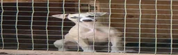 Whippet dogs for sale: Beautiful KC Whippet boy Puppy  - Advert 3